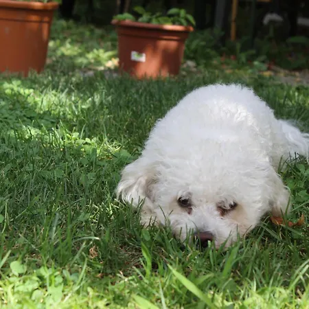 I Cipressi * Figline Valdarno