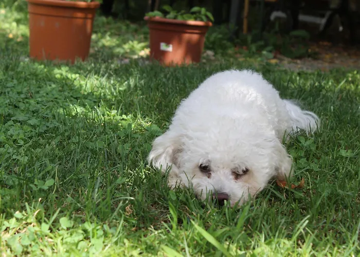 I Cipressi * Figline Valdarno